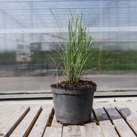 Miskant chiński Gracillimus (C2)