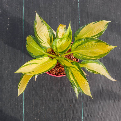 Funkia Hosta Great Expetations (C2)