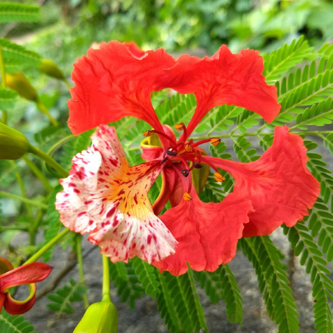 Płomień afryki Delonix Regia 5 szt nasion