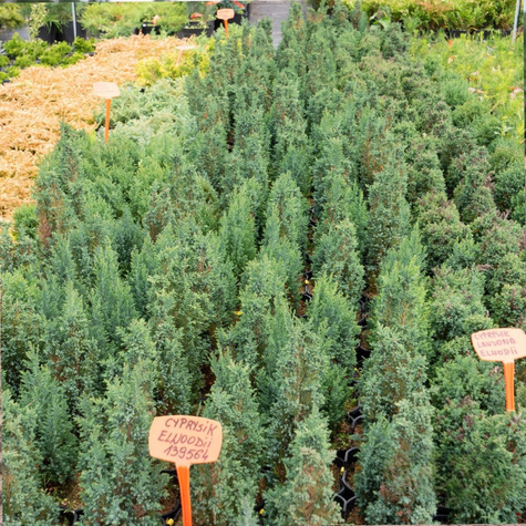Cyprysik lawsona Elwoodii (C2)