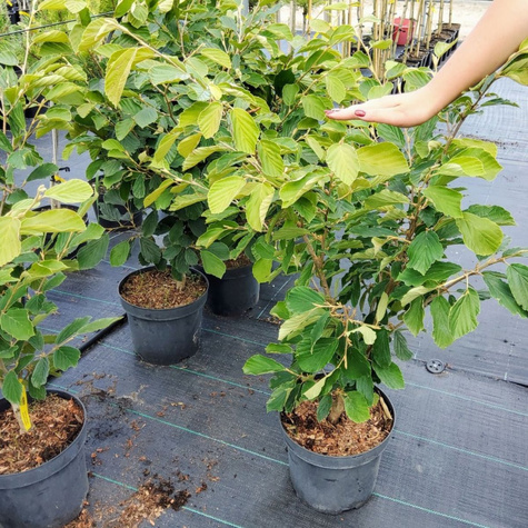 Oczar pośredni Arnold Promise (C2)