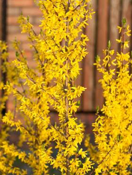 Forsycja pośrednia Goldzaubert (C2)
