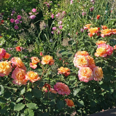 Róża parkowa La Villa Cotta pomarańczowa balot