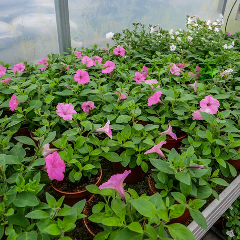 Surfinia Supertunia Vista Bubblegum samoczyszcząca