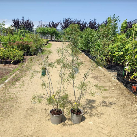 Kruszyna pospolita Aspeleniifolia (C2)