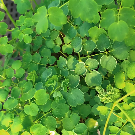 Rutewka Delavay'a Album (C2)