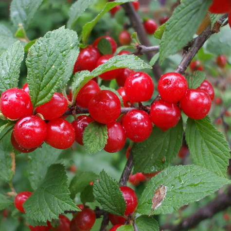 Wiśnia kosmata Efimka (C2)