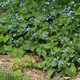 Brunnera wielkolistna