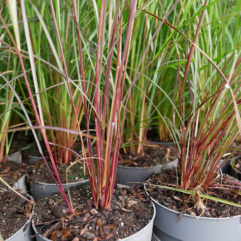 Miskant chiński Purple Fall (C2)