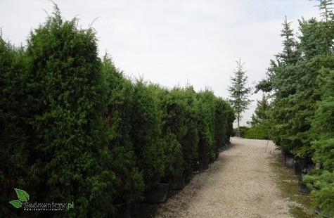 Jałowiec chiński Obelisk