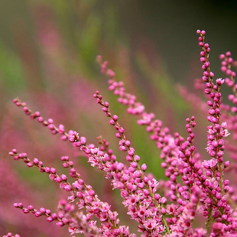 6 x Wrzos pospolity różowy kwiat zielone liście sadzonka