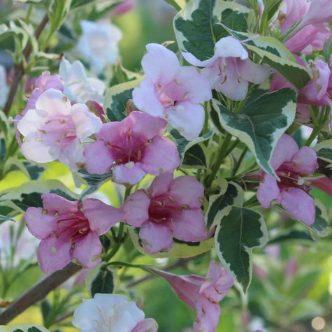 Krzewuszka cudowna Suzanne (P9)