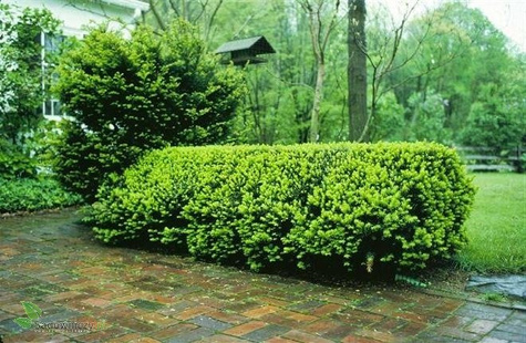 Cis pośredni Hatfieldi