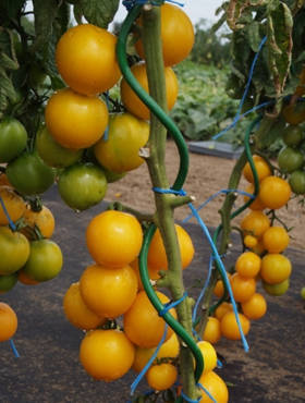 Pomidor gruntowy wysoki Romus 0,5g