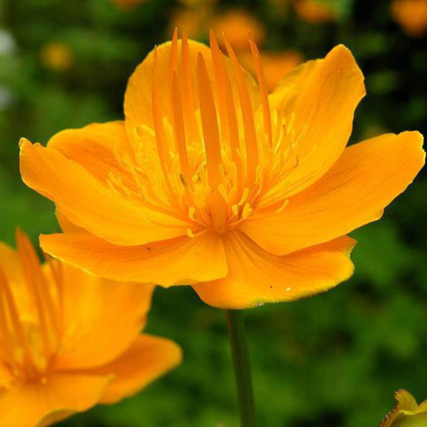 Pełnik chiński Golden Queen (C2)