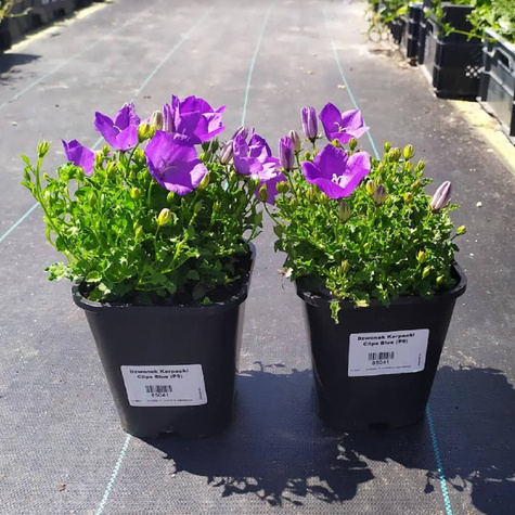 Dzwonek Karpacki Perla Blue (C2)