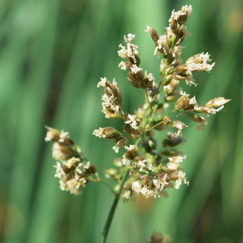 Turówka wonna Żubrówka