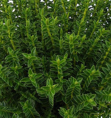 Hebe 'New Zealand' (C2)