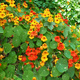 Nasturcja pnąca mix 5g Plantico