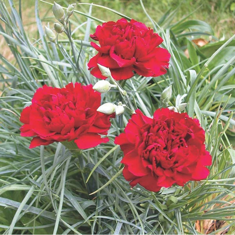 Goździk ogrodowy Sweet Pleasure Dark Red (C2)