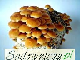 Grzybnia z substratem Planto Zimówka aksamitnotrzonowa 3kg
