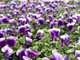 Bratek Bratki Fiołek ogrodowy drobnokwiatowy ciemnofioletowy sadzonka w doniczce