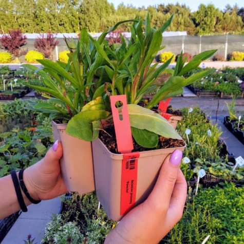 Dzielżan Poncho (C2)