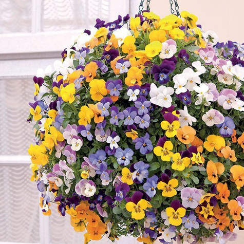 Bratek Bratki Fiołek ogrodowy drobnokwiatowy biały sadzonka w doniczce