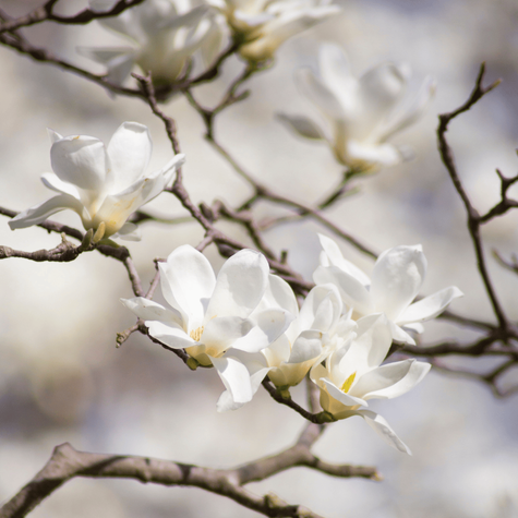 Magnolia Alba Superba (C2)