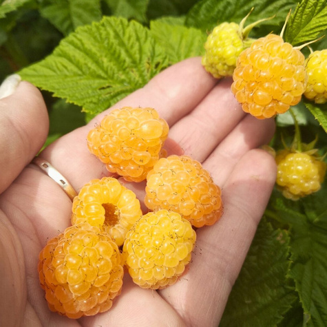 Malina Poranna Rosa w doniczce (C2)