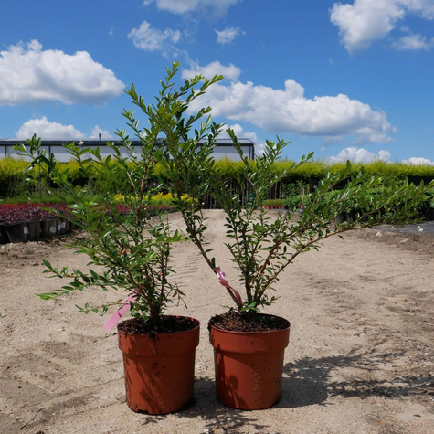 Suchodrzew chiński (C2)