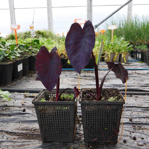 Kolokazja jadalna Black Magic (C2)