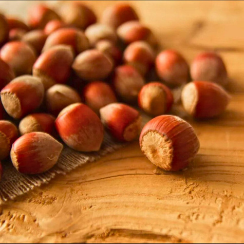 Orzech laskowy Warszawski czerwony Plant Pack