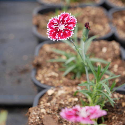 Goździk ogrodowy Supernova