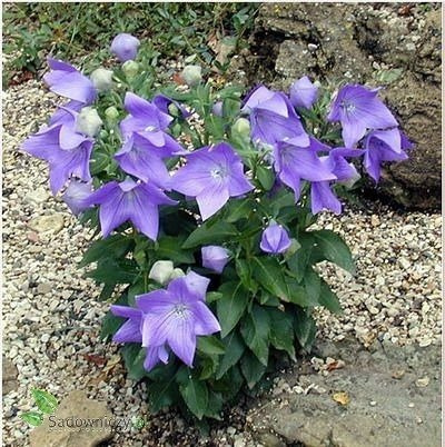 Zestaw rozwarów 3 szt. niebieskiego i 3 szt. białego SADZONKA Rozwar Wielkokwiatowy