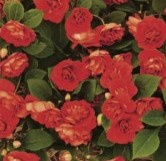 Niecierpek pełny czerwony Silhouette Red