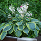 Funkia Hosta Frances Williams (C2)