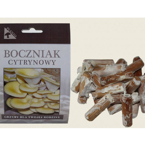 Grzybnia na kołkach Boczniak cytrynowy 20szt.