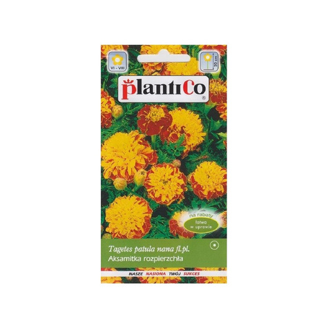 Aksamitka niska King Tut Kaprys 1g