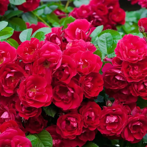 Zestaw Róża okrywowa The Fairy Red czerwona 6 szt
