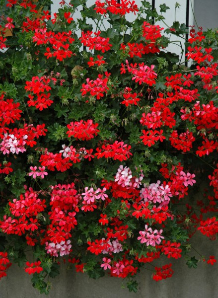 Pelargonia Bluszczolistna czerwona zwisająca Odstrasza komary