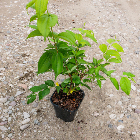 Heptakodium chińskie Wonne Niesamowite (C2)