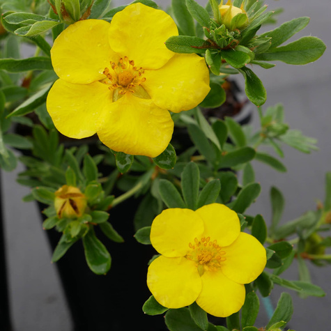 Pięciornik krzewiasty 'Goldstar' (C1.7)