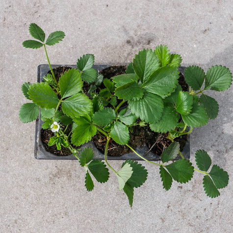 Truskawka pnąca wisząca Selva powtarzająca Multiplat 10szt