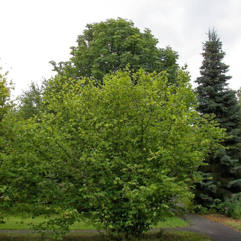 Leszczyna Pospolita (C2)