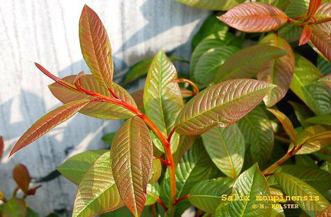 Wierzba mupińska szczepiona na pniu