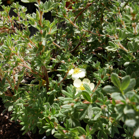 Pięciornik krzewiasty Primrose Beauty (C2)