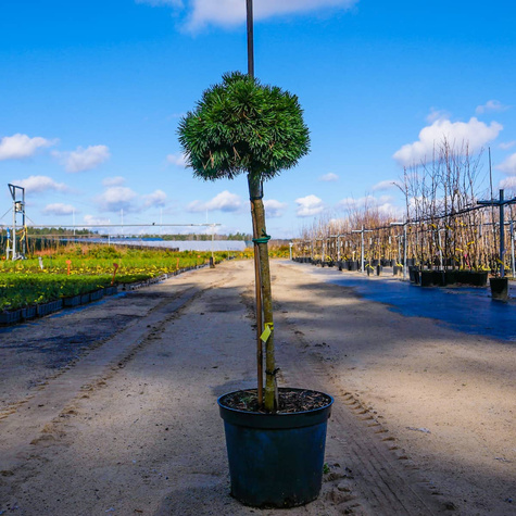 Sosna kosodrzewina Hvozdany Pa 50