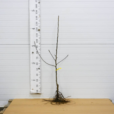 Jabłoń Melfree Stara odmiana Plant Pack