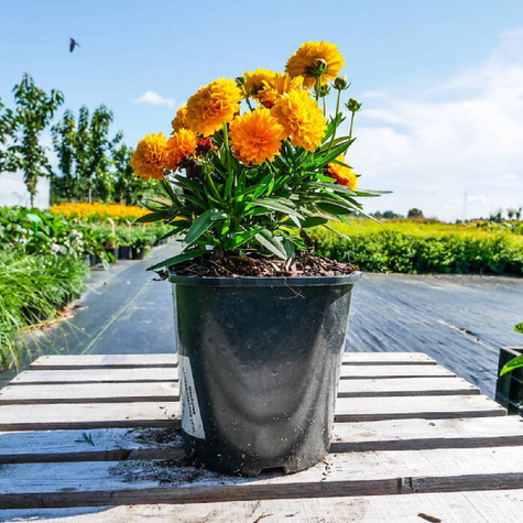 Nachyłek wielkokwiatowy Presto (C2)